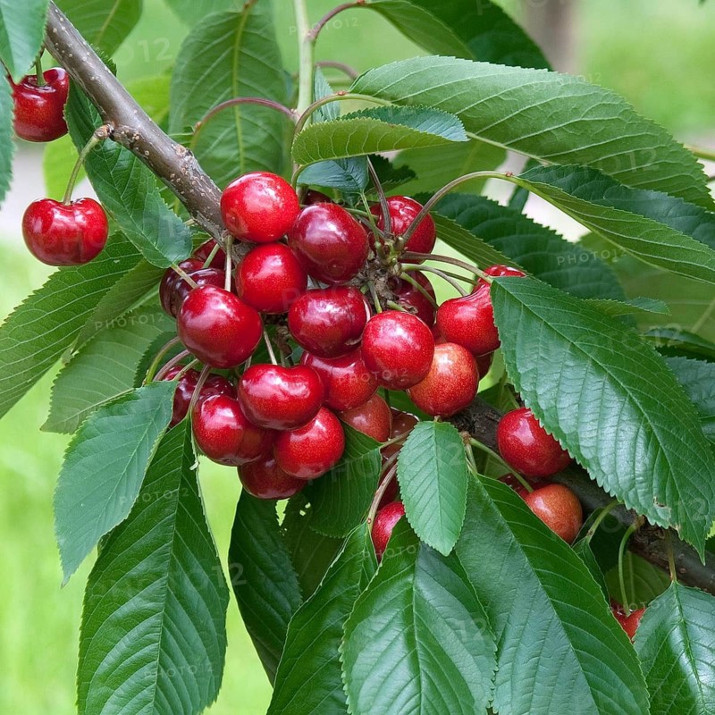 Sweet cherry, sweet cherry (Prunus avium 'Skeena'), Bundessorteamt, testing centre Marq, Germany