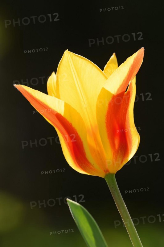 Tulip (Tulipa spec.), flower, North Rhine-Westphalia, Germany