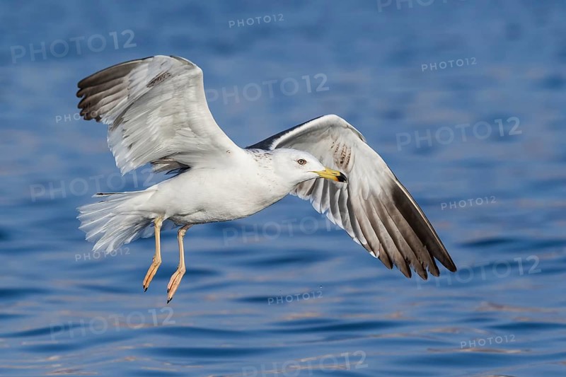 Lesser Black-backed Gull (Larus fuscus heuglini) flying, Eilat, Israel