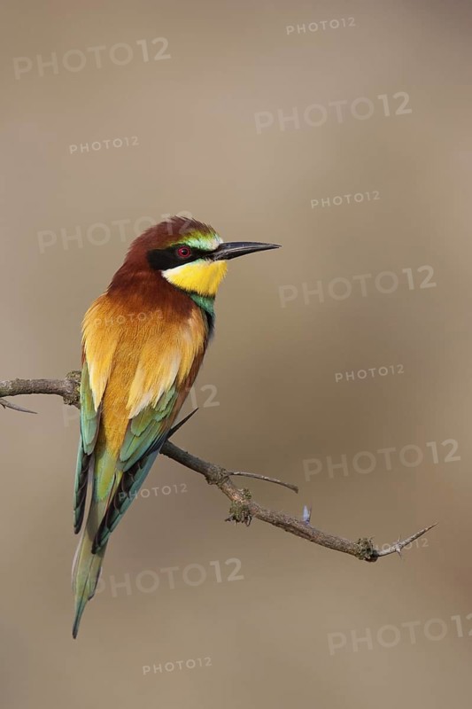 European Bee-eater (Merops apiaster), Lake Neusiedl, Austria