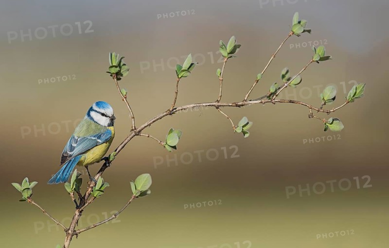 Eurasian Blue Tit (Cyanistes caeruleus) perched on a branch, Aosta Valley, Italy