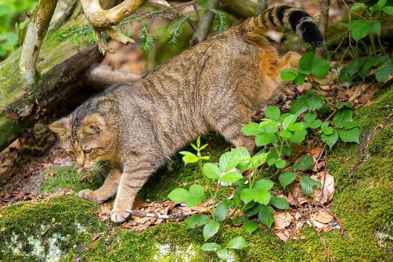 European wildcat (Felis silvestris silvestris) walking in a forest, Bavaria, Germany
