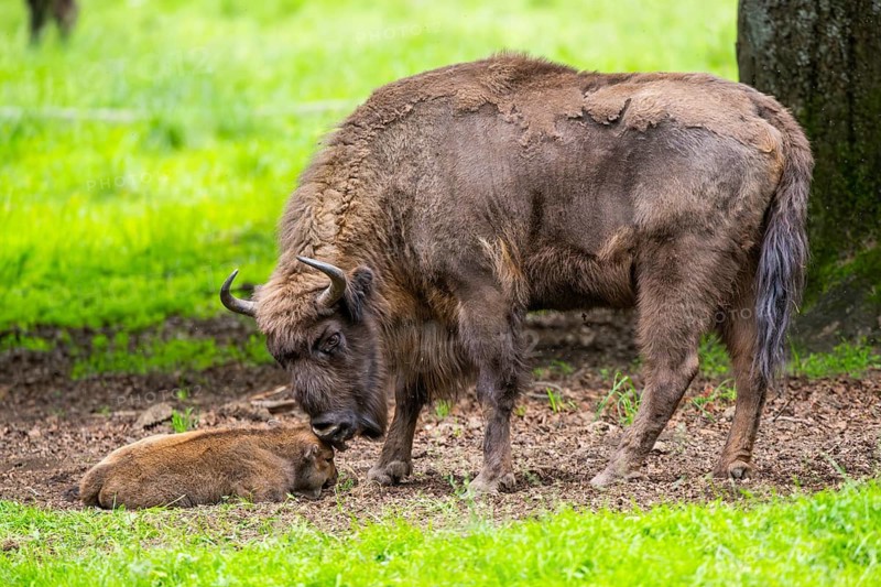 European bison (Bison bonasus) mother with her youngster on a meadow in summer, Bavarian Forest, Germany