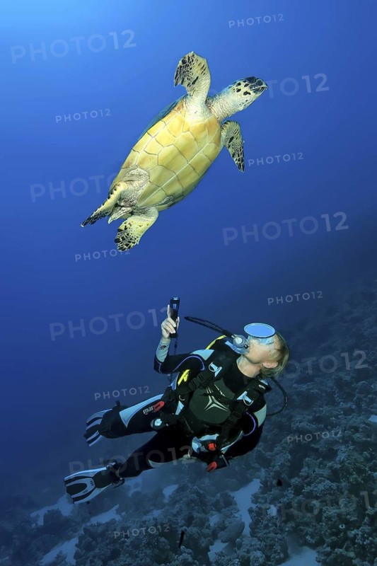 Underwater photo Diver looking up observing Hawksbill sea turtle (Eretmochelys imbricata) Sea turtle swimming up to the surface to breathe, Red Sea, Safaga, Egypt