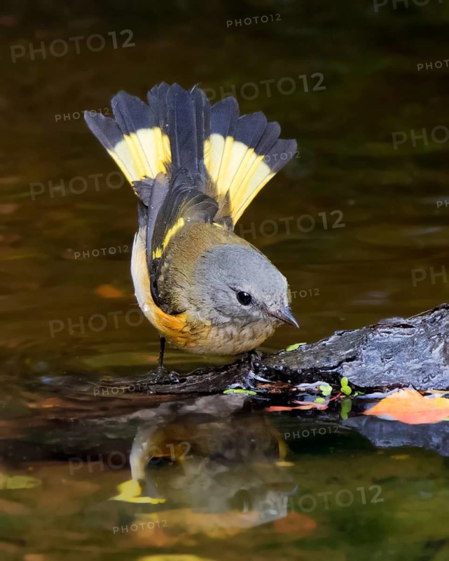 Female American Redstart, Setophaga ruticilla, bathes in a backyard pond in Saskatoon, Saskatchewan, Canada