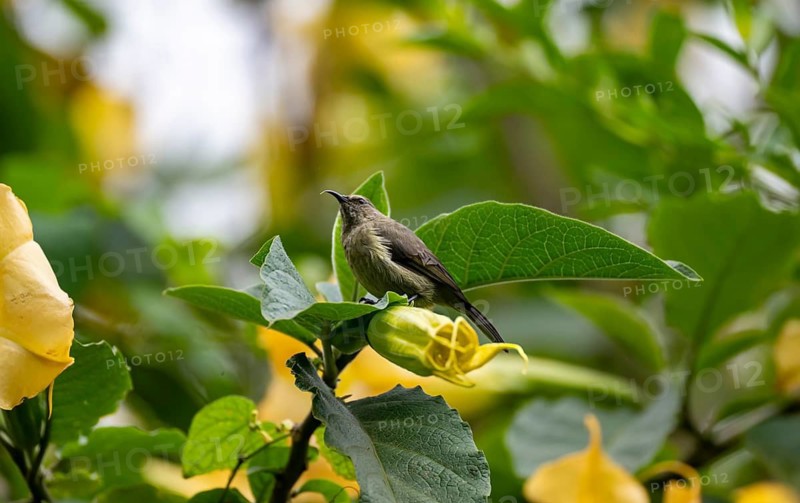 Olive-bellied Sunbird (Cinnyris chloropygius), female sitting on a yellow flower, Mgahinga Gorilla National Park, Western Region, Uganda