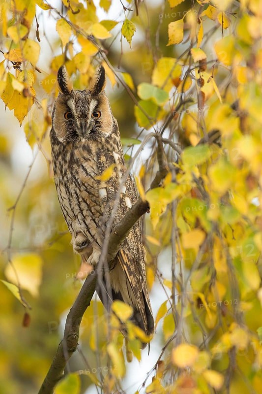Long-eared Owl (Asio otus) perched in a birch tree, Rhineland-Palatinate, Germany