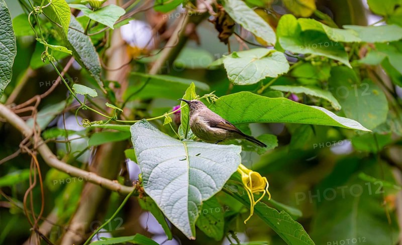 Olive-bellied Sunbird (Cinnyris chloropygius), female sitting on a leaf, Mgahinga Gorilla National Park, Western Region, Uganda
