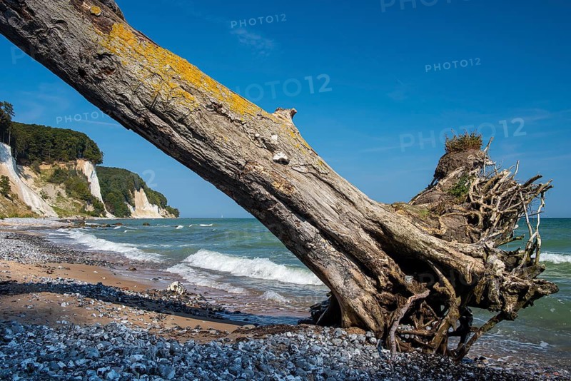 View of chalk cliffs in Jasmund National Park on Rügen, Sassnitz, Rügen, Mecklenburg-Western Pomerania, Germany