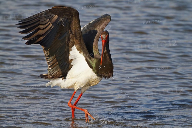 Black Stork (Ciconia nigra) foraging, Greece