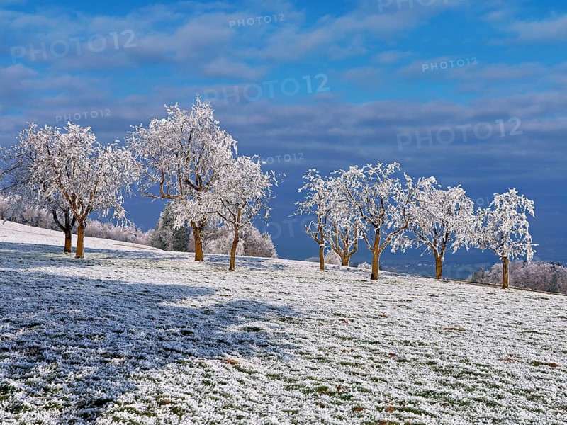 Winter landscape with trees and meadows in hoarfrost, Beinwil, Freiamt, Canton of Aargau, Switzerland