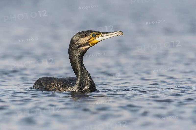 Great Cormorant (Phalacrocorax carbo), Eilat, Israel