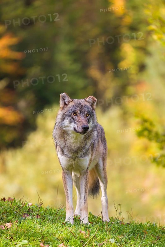 A eurasian gray wolf (Canis lupus lupus) stands on a meadow on a hill with a colourful foliage in the background