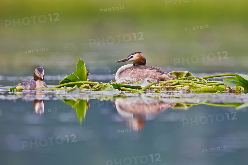 Great Crested Grebe (Podiceps cristatus) pair on nest, Bavaria, Germany