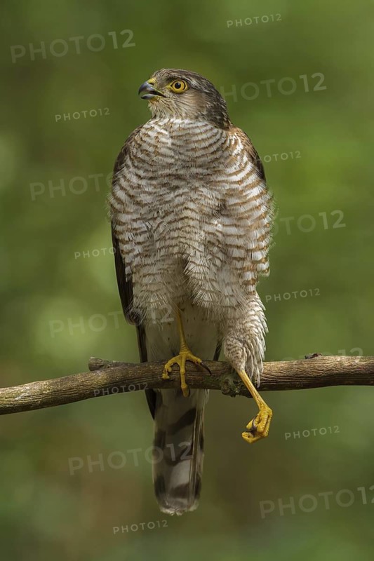 Eurasian Sparrowhawk (Accipiter nisus), Utrecht, Netherlands