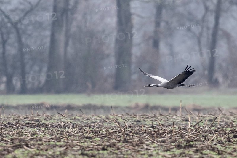 Cranes (Grus grus), flying, Fischerhuder Wümmeniederung, Lower Saxony, Germany