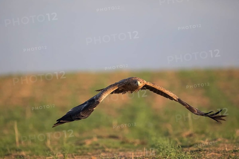 Juvenile Iberian Eagle (Aquila adalberti), Spanish imperial eagle, Extremadura, Castilla La Mancha, Spain