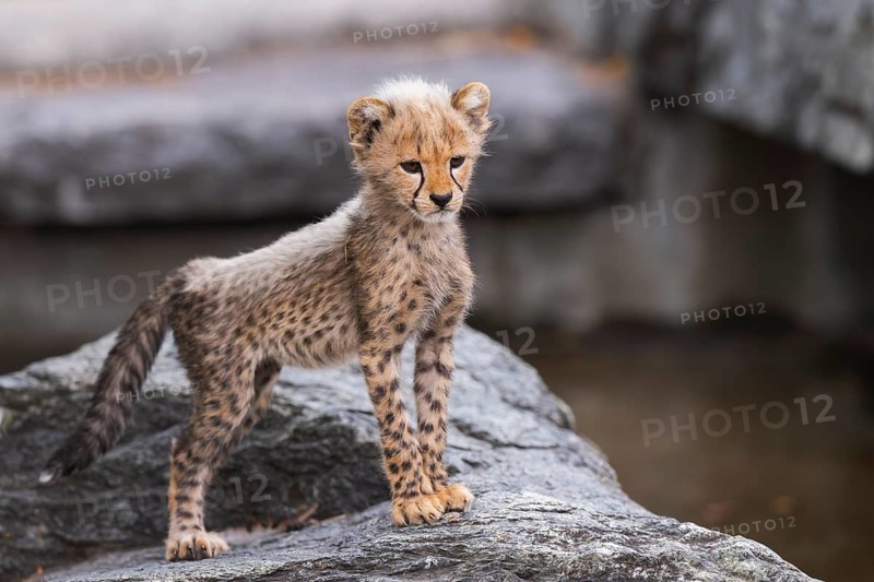 Cheetah (Acinonyx jubatus) youngster stadning on a rock, captive, occurrence Africa