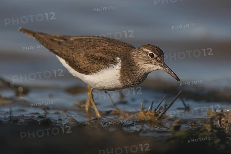 Common Sandpiper (Actitis hypoleucos), Schleswig-Holstein, Germany