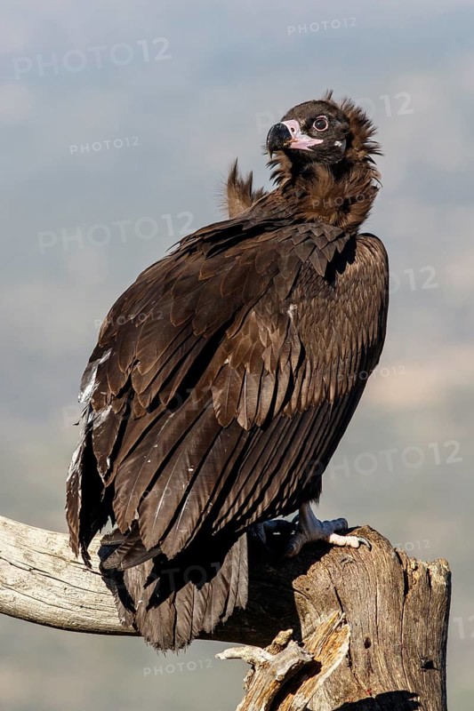 Cinereous Vulture (Aegypius monachus) perched on a branch, Castile and Leon, Spain