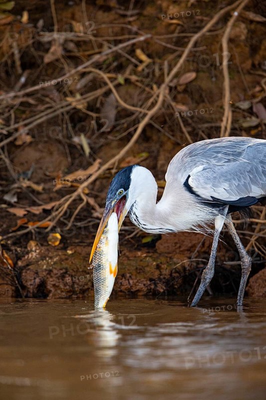 Cocoi Heron (Ardea cocoi) Pantanal Brazil