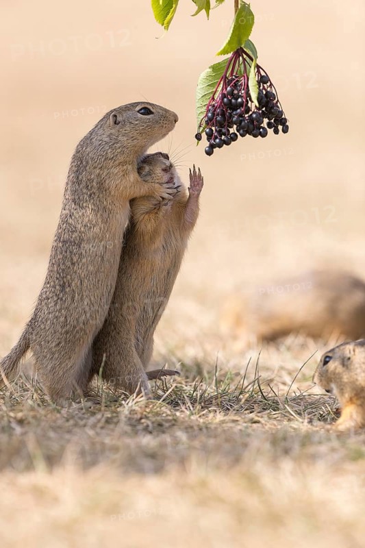Two European ground squirrel (Spermophilus citellus) or European souslik standing erected in dry grass and trying to catch some berries of European dwarf elder (Sambucus ebulus)