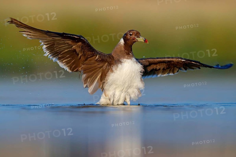 Hemprich's Gull, (Ichthyaetus hemprichii), (Larus hemprichii), Fish Eagle Gull Salalah, Raysut, Dhofar, Oman