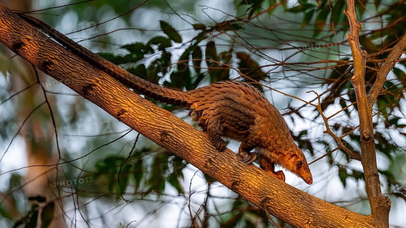 Pangolin climbing a tree, White-bellied pangolin (Phataginus tricuspis, Manis tricuspis), Western Region, Pangolin Rescue Centre, Uganda