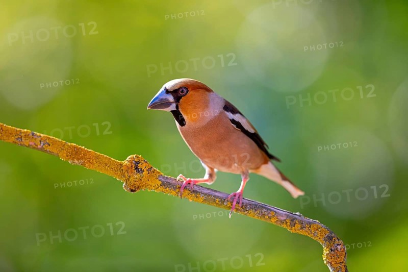 A hawfinch (Coccothraustes coccothraustes), Rhine-Palatinate district, Tiszaalp-r, Kiskuns-gi National Park, B-cs-Kiskun, Hungary