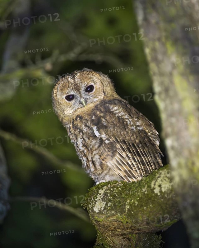 Tawny owl (Strix aluco), Westend Nord, Frankfurt am Main, Hesse, Germany