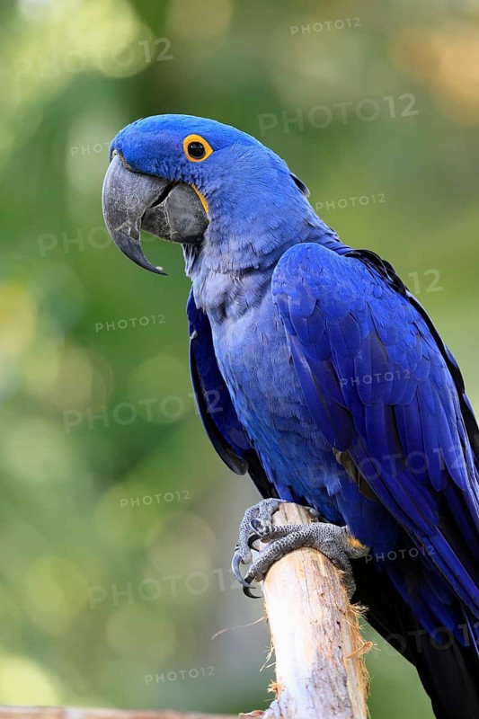 Hyacinth Macaw (Anodorhynchus hyacinthinus), adult on wait, Pantanal, Brazil, South America