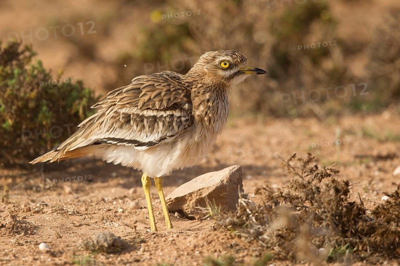 Eurasian Stone-curlew (Burhinus oedicnemus), Morocco