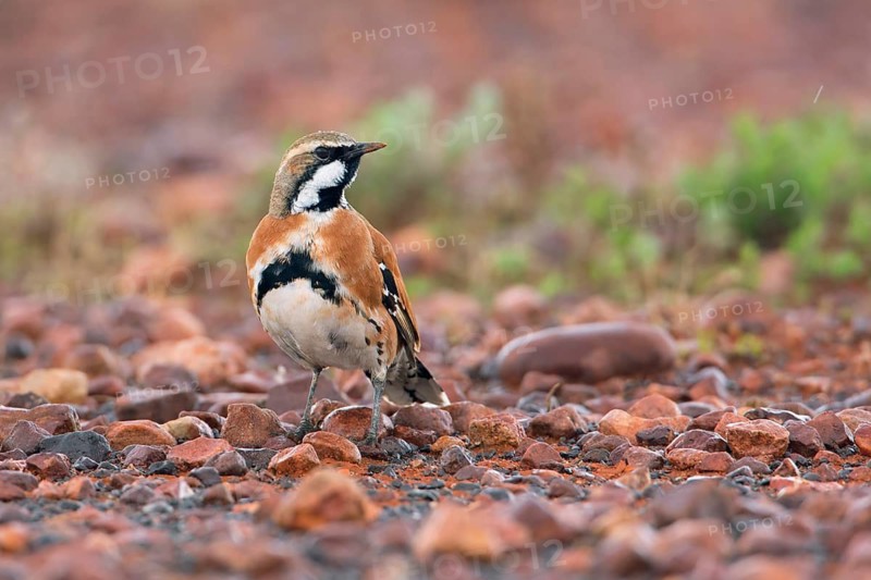 Cinnamon Quail-thrush (Cinclosoma cinnamomeum) male, South Australia, Australia
