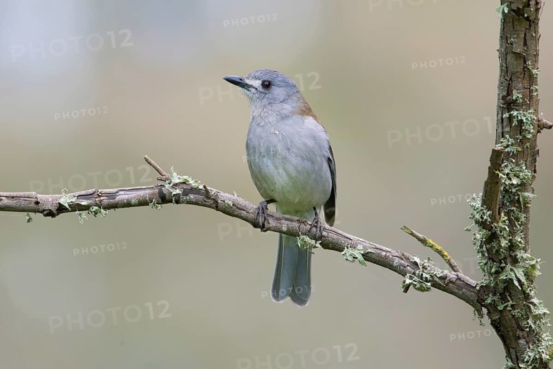Grey Shrikethrush (Colluricincla harmonica), Victoria, Australia