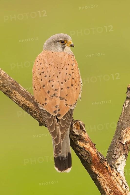 Common Kestrel (Falco tinnunculus) male perched on a branch, Serbia
