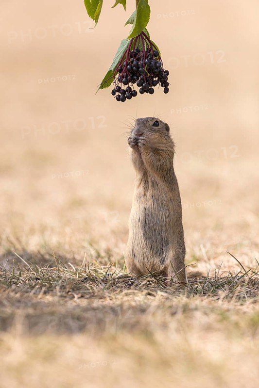 One European ground squirrel (Spermophilus citellus) or European souslik standing erected in dry grass and trying to catch some berries of European dwarf elder (Sambucus ebulus)