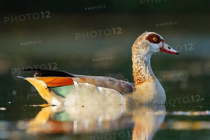Egyptian Goose (Alopochen aegyptiaca), North Rhine-Westphalia, Germany