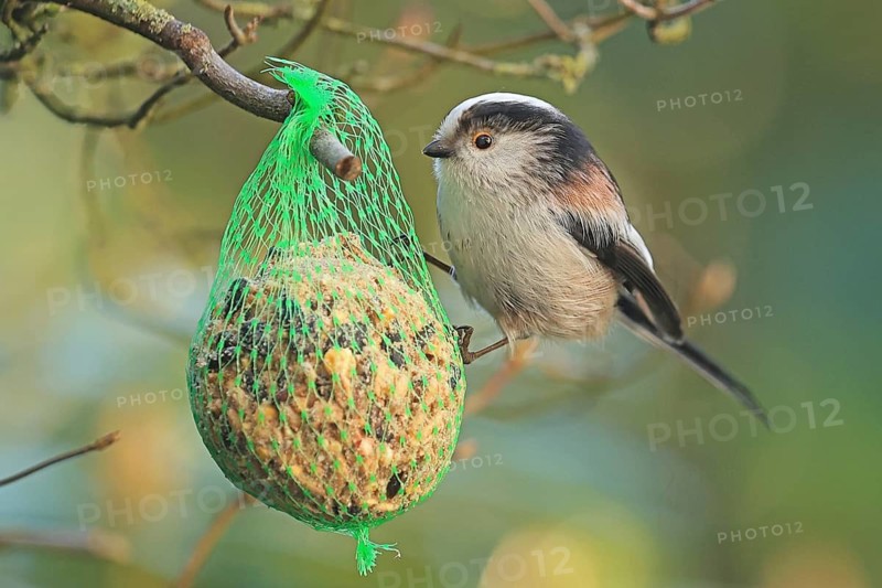 Long-tailed Tit (Aegithalos caudatus), hanging on a tit dumpling, Arnsberg, North Rhine-Westphalia, Germany