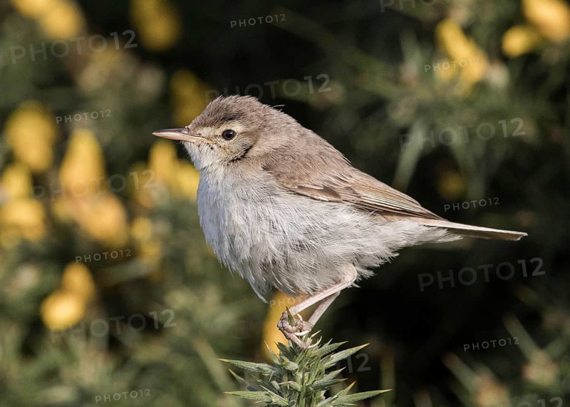 Booted Warbler (Iduna caligata) perched on a branch, Wales, United Kingdom