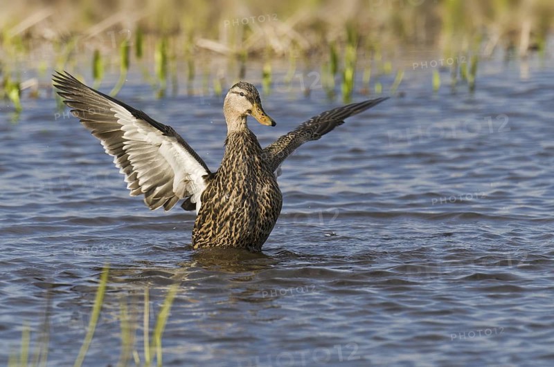 Mottled Duck (Anas fulvigula), Florida, USA