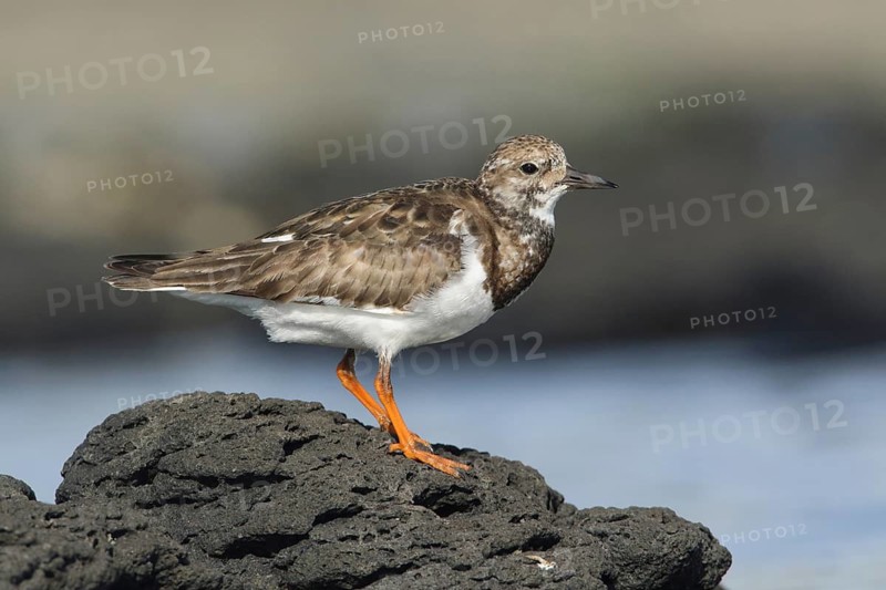 Ruddy Turnstone (Arenaria interpres), Victoria, Australia