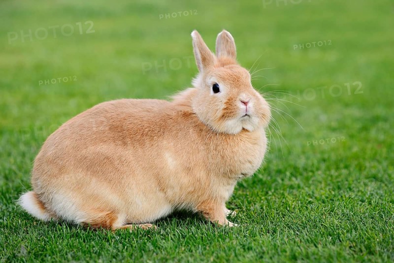 Dwarf rabbit (Oryctolagus cuniculus forma domestica) in a meadow, North Rhine-Westphalia, Germany