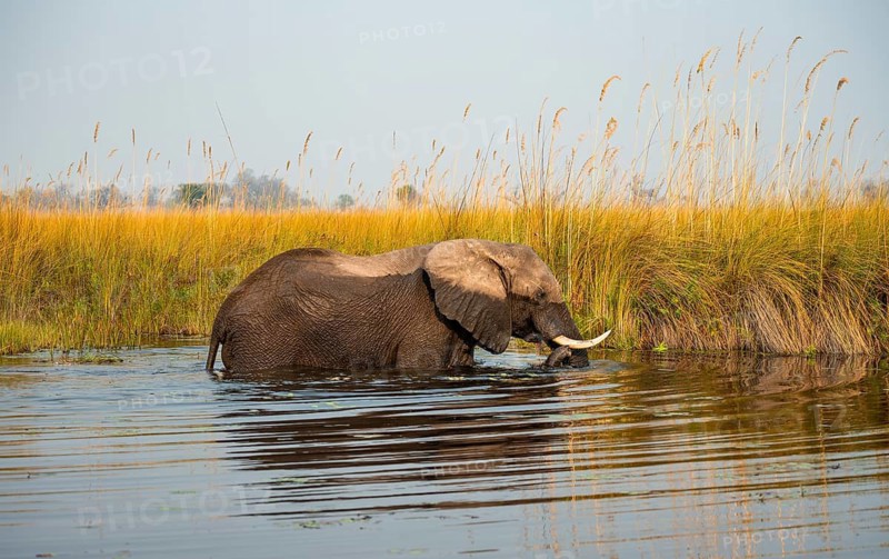African elephant (Loxodonta africana) in the swamp, Xakanaxa Lagoon, Okavango Delta, Moremi Game Reserve, Botswana