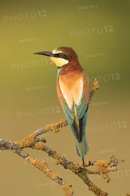 European Bee-eater (Merops apiaster) perched on a lichen branch, Serbia