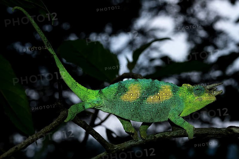 Three-horned chameleon (Trioceros jacksonii), male, Bwindi Impenetrable Forest National Park, Uganda
