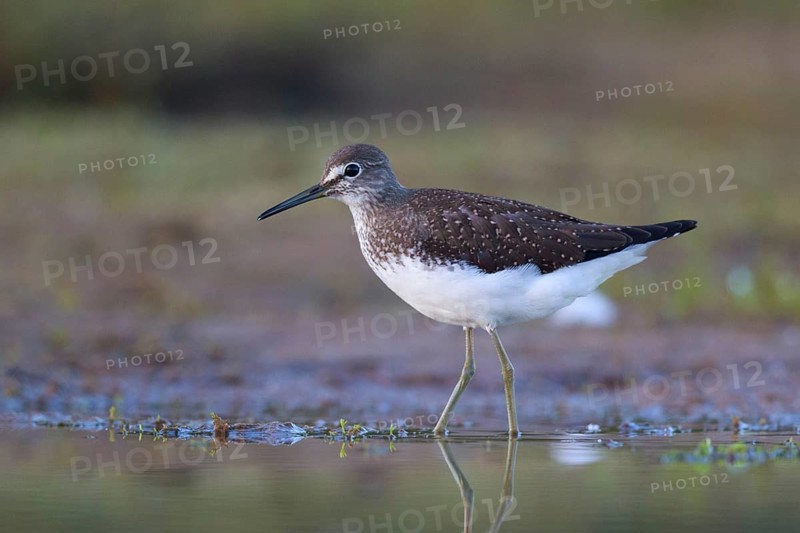 Green Sandpiper (Tringa ochropus) foraging, North Rhine-Westphalia, Germany
