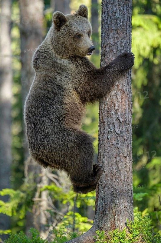 Eurasian Brown Bear (Ursus arctos) climbing tree in forest, Finland