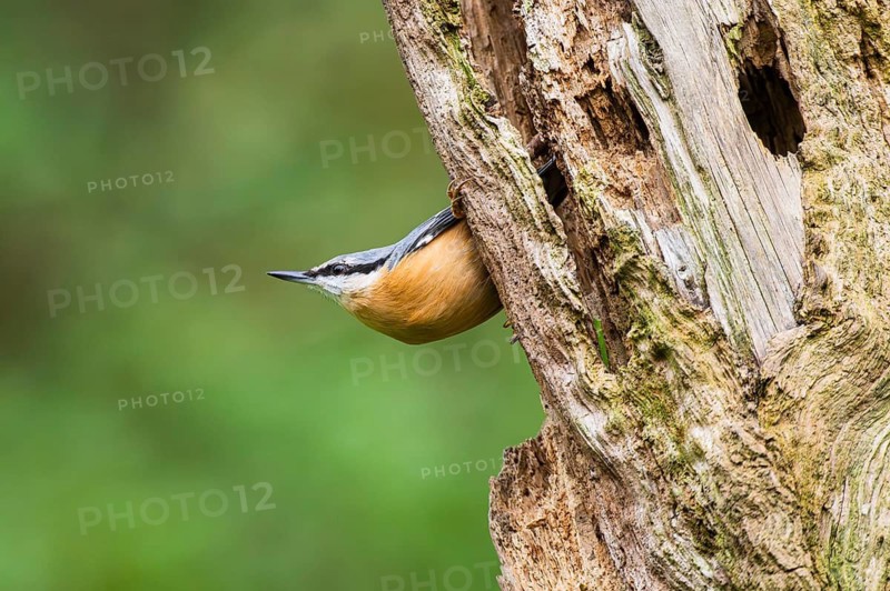 Eurasian nuthatch (Sitta europaea) sitting on an old wrotten tree trunk at a swamp, Bavaria, Germany