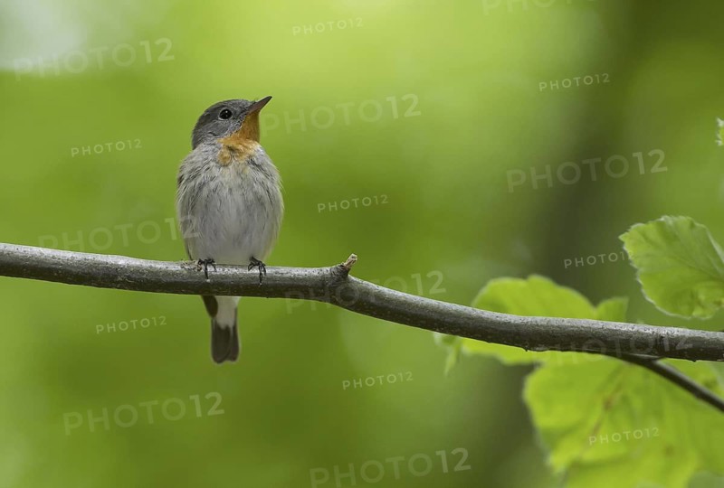 Red-breasted Flycatcher (Ficedula parva), Mecklenburg-Western Pomerania, Germany