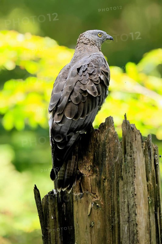 Honey buzzard (Pernis apivorus), adult, perch, vigilant, in summer, Šumava, Czech Republic
